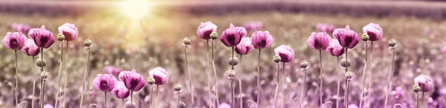 Küchenrückwand Rosa Mohnblumenfeld