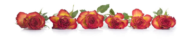 Küchenrückwand Rosen in einer Reihe