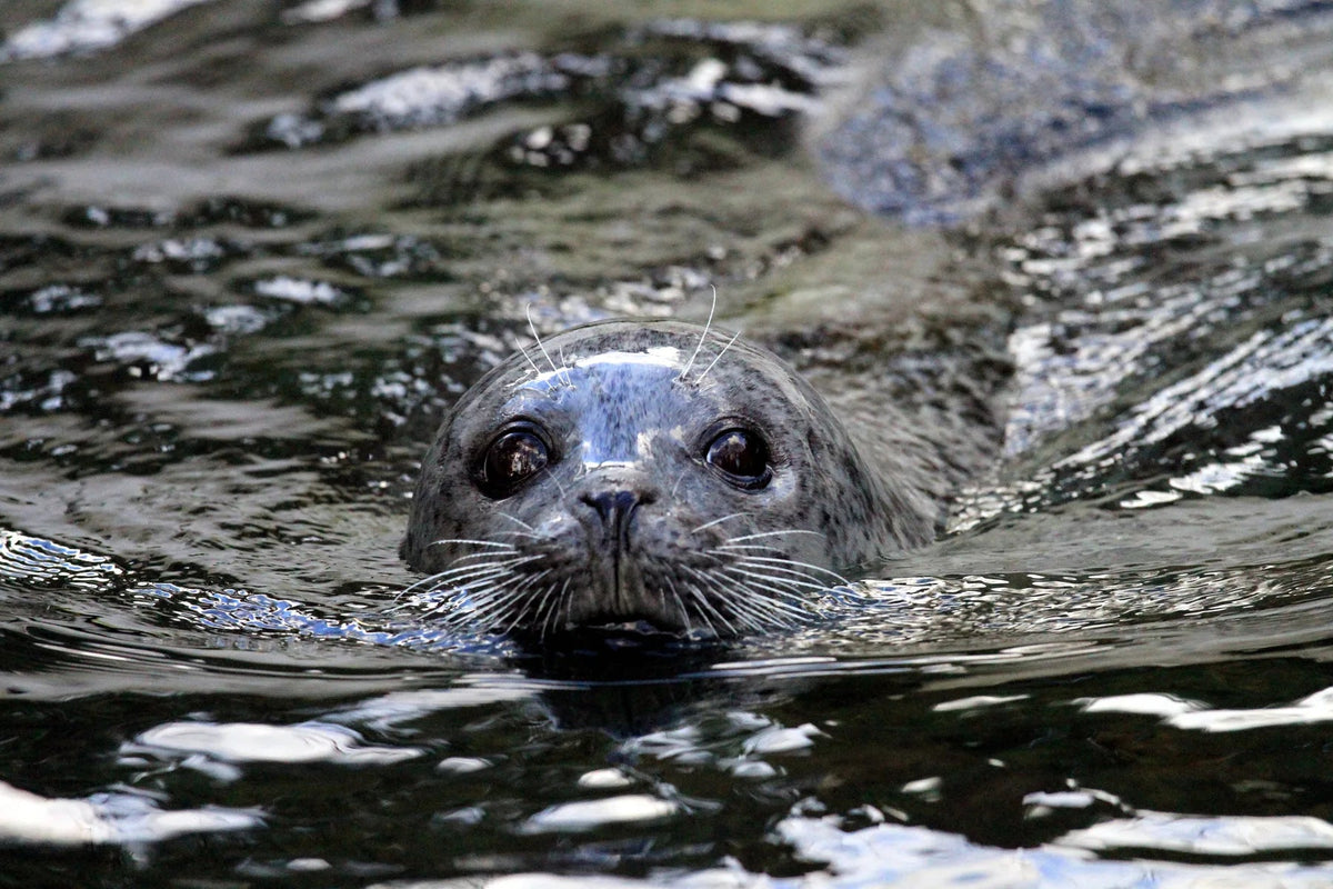 Küchenrückwand Seehund im Wasser - Schön und Wieder