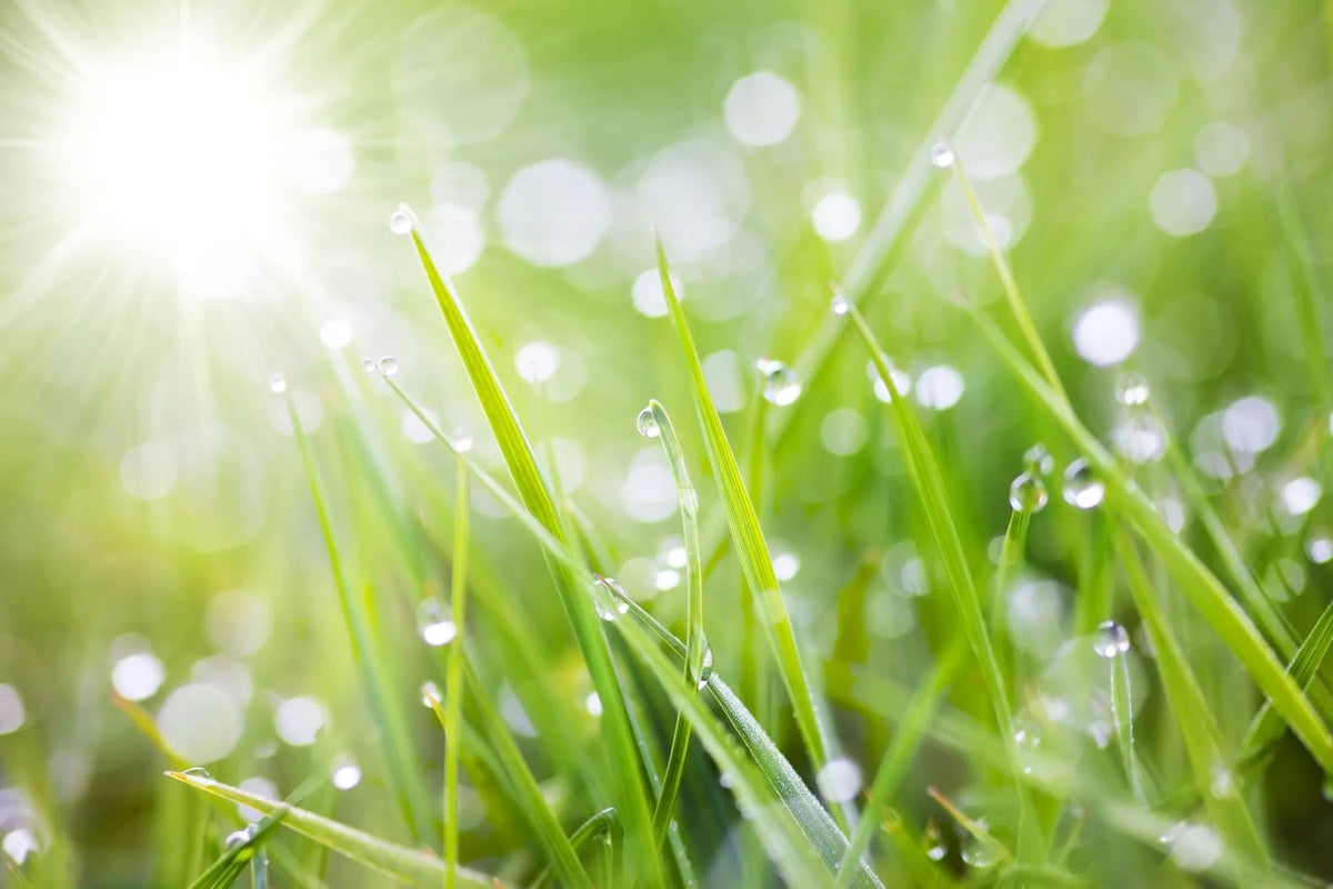 Küchenrückwand Tautropfen auf Gras im Gegenlicht - Schön und Wieder