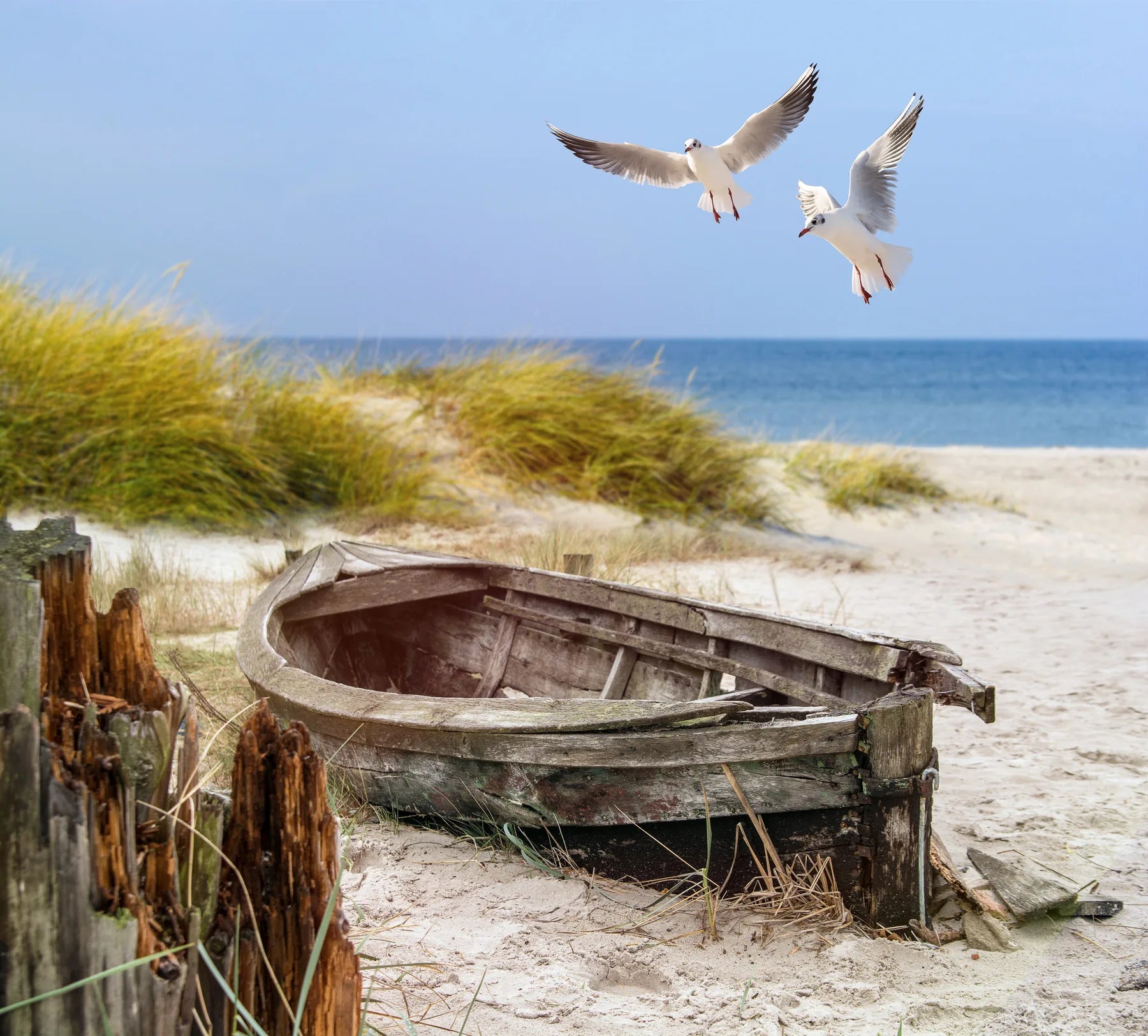 Spritzschutz Altes Boot am Strand mit Möwen - Schön und Wieder