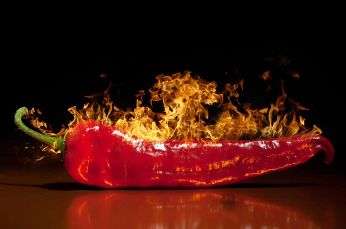 Spritzschutz Brennende Chilischote - Schön und Wieder