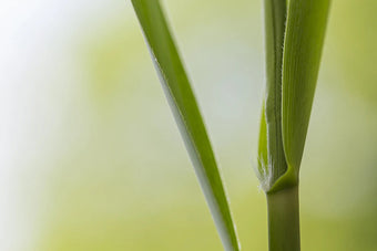 Waschbeckenrückwand Grüne Halme