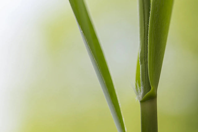 Waschbeckenrückwand Grüne Halme