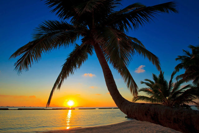Waschbeckenrückwand Palme am Strand im Sonnenuntergang
