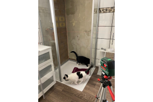 Katze betrachtet Duschrückwand