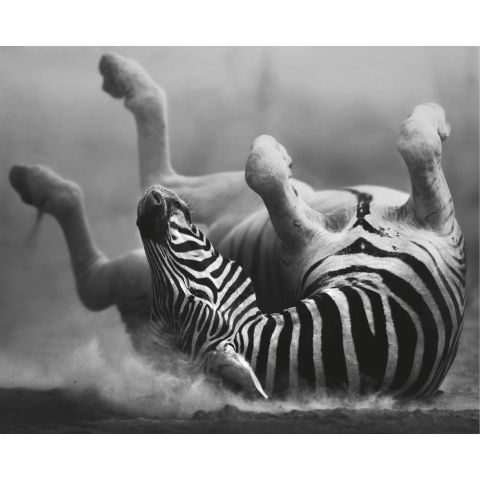 Motiv "Zebra"