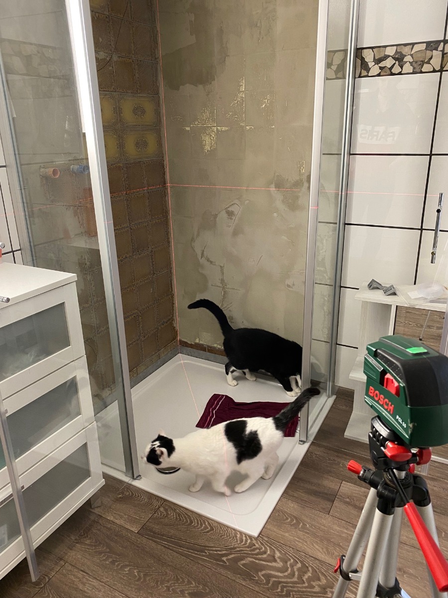 Katze betrachtet Duschrückwand