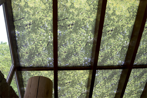 Decke mit Baummotiv in der Ausstellung Wildnis(t)räume in Vogelsang-Eifel